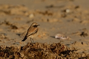 Desert wheatear